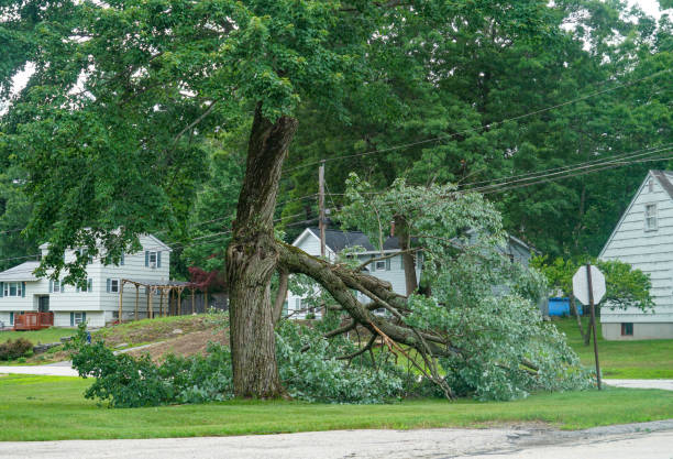 Best Tree Disease Treatment  in Bryan, OH